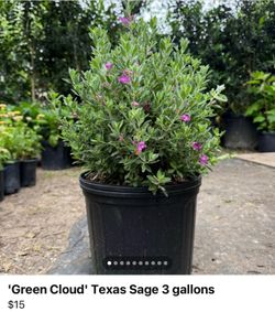 'Green Cloud' Texas Sage 3 gallons