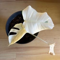 All-White Monstera Albo Extremely highly variegated - mother plant