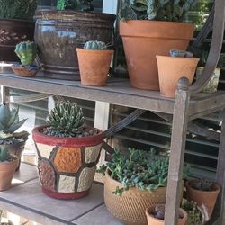 Beautiful Cactus And Succulents.