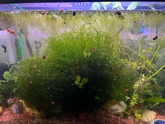 Java moss