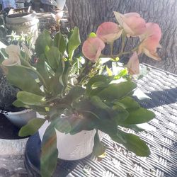 Crown Of Thorn Plant