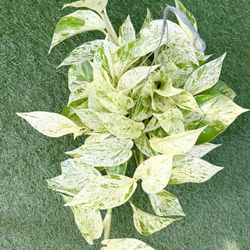 Plants (6”pot🌿Snow queen pothos $20)
