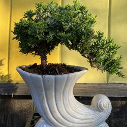 Bonsai plant for sale $50 each