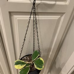 Variegated Kerrii Hoya Plant