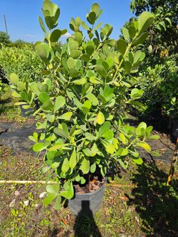 clusias Instant privacy Hedge for fence full green