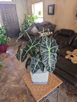 Gorgeous live Alocasia Baginda in 8in ceramic pot with shells and stones