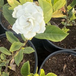 Gardenia Plans In 2 Gallon $20 Each Price Firm 