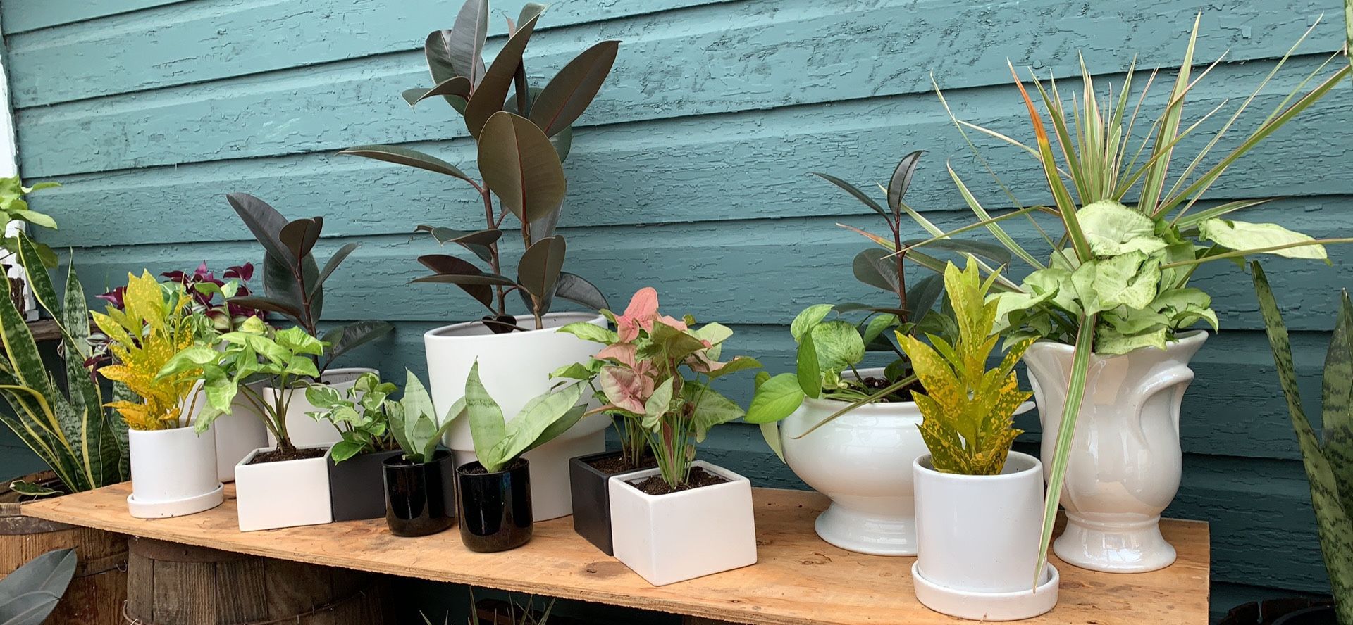 Houseplants - Potted, White Pot collection 