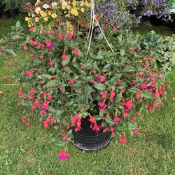 Outdoor Fuchsia 