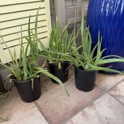 Aloe Vera Plants 
