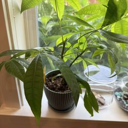 Full-Leaf Money Tree – Easy Indoor Plant