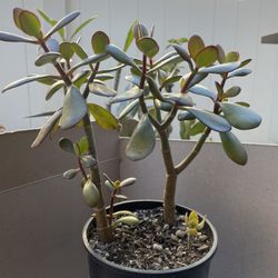 “Jade” Crassula Ovata 