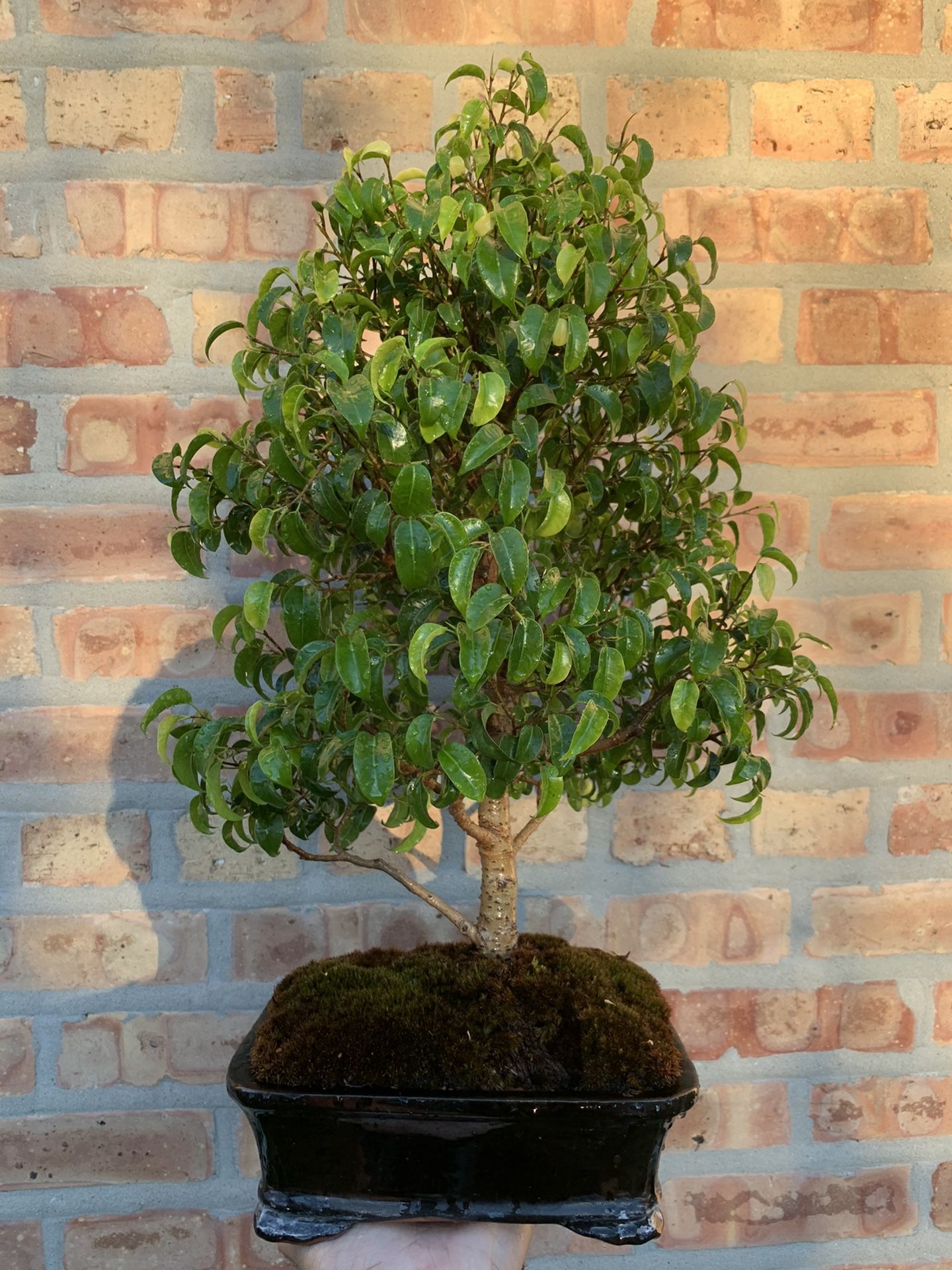Rare Ficus Too Little Tropical Bonsai