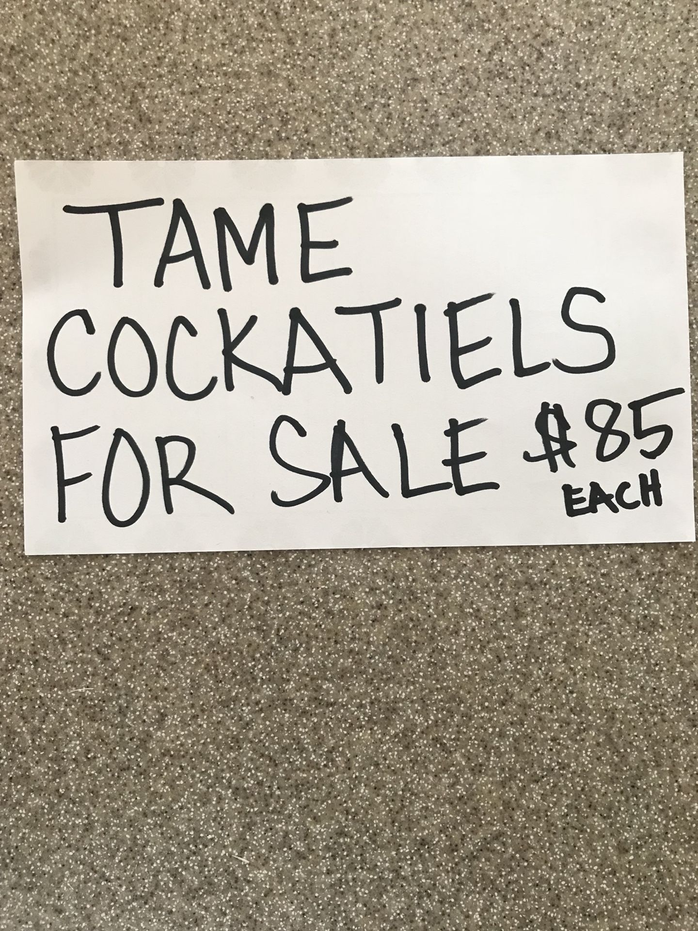 Tame cockatiels