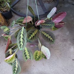 Prayer Plant
