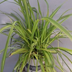 Large spider plant