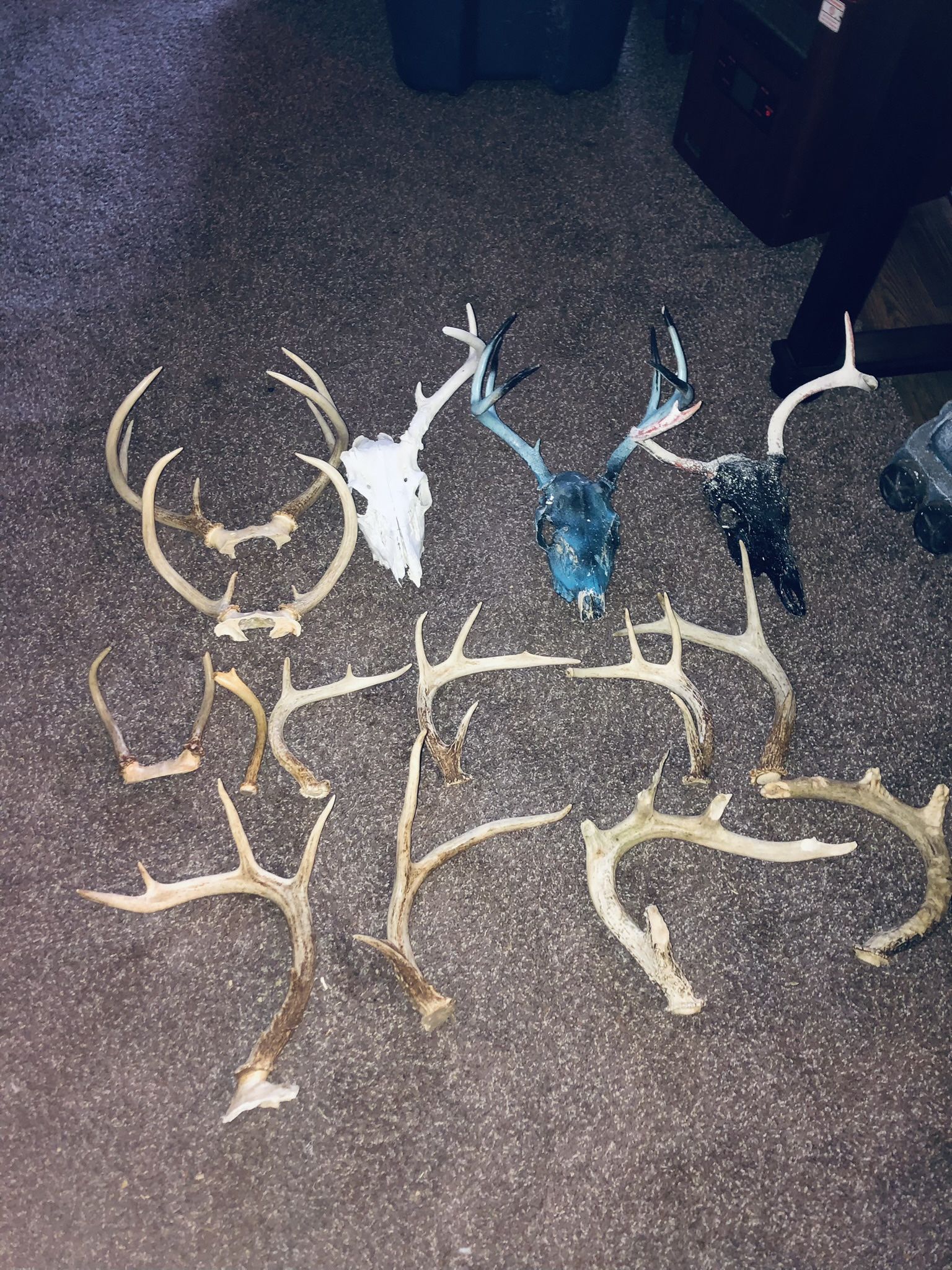 Deer Antlers Sheds. Hunting