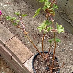 Geranium Plant Pink