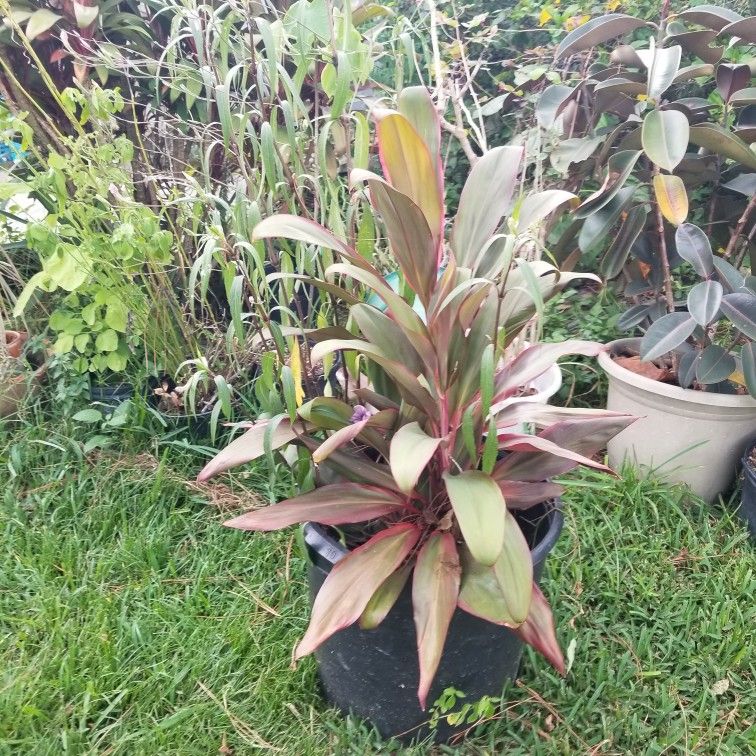 Large Pink Sister with Mexican Petunias