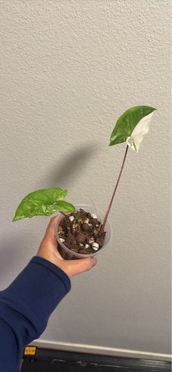 Syngonium Albo 3.5inch