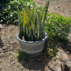 Snake Plants