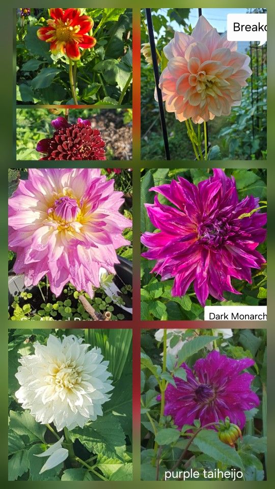 Dahlia Plants Last Of I'm Selling $5 Each