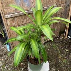 Indoor Dracaena Cor