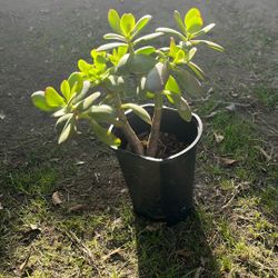 Jade Plant