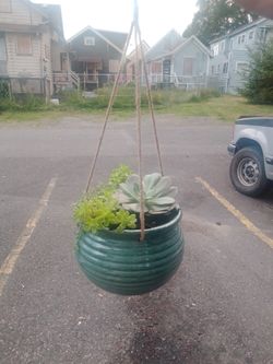 Succulent Plants