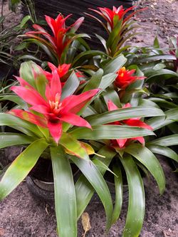 Bromeliad in 6” pot. SPECIAL PRICE 🤩