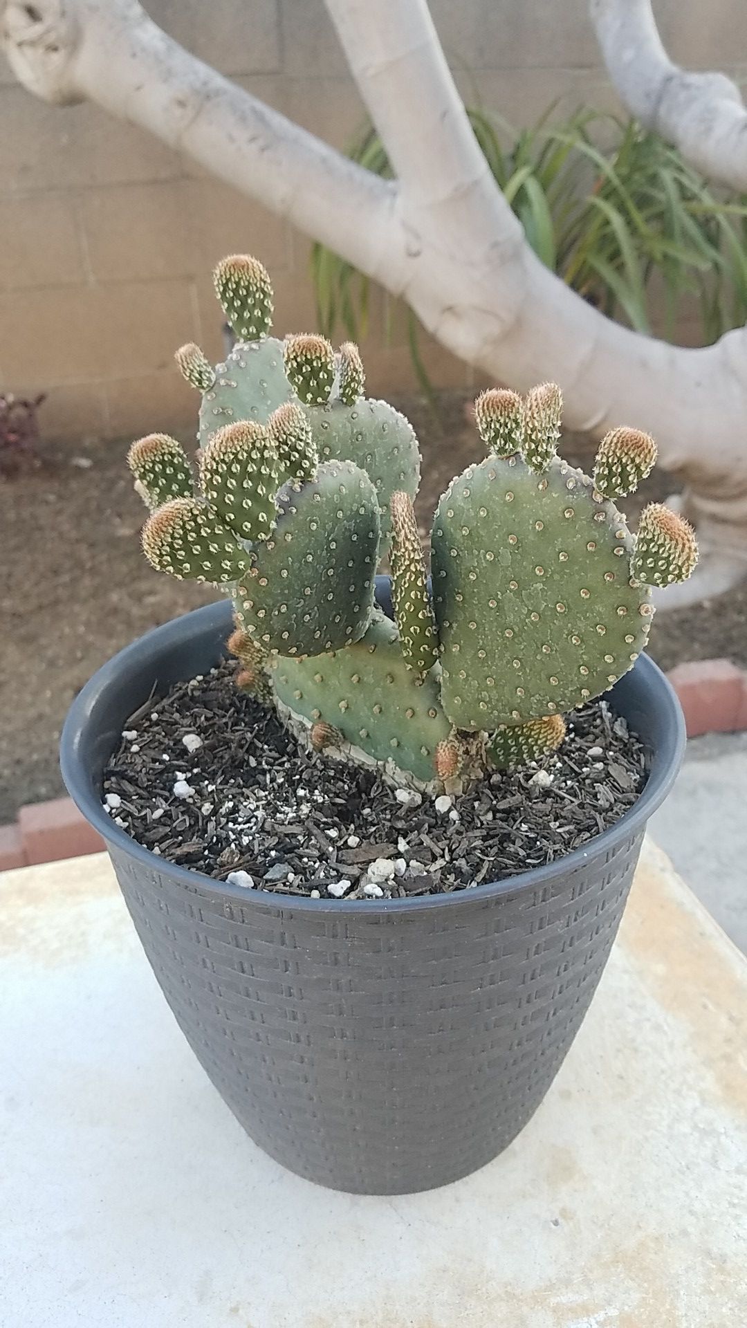 Cactus