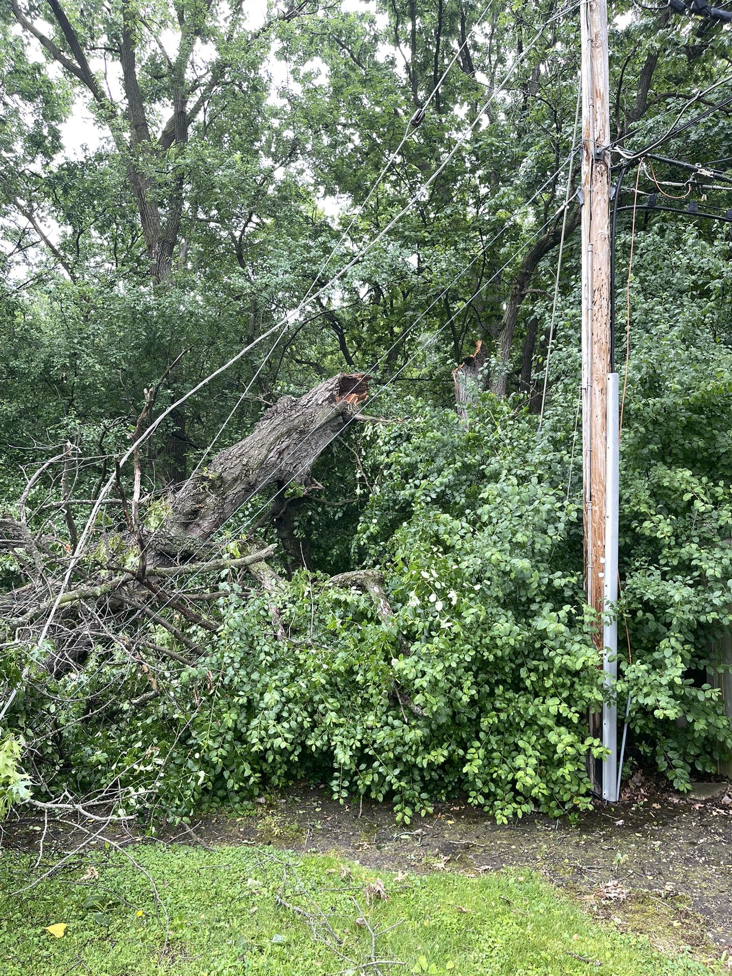 Free Oak Limbs