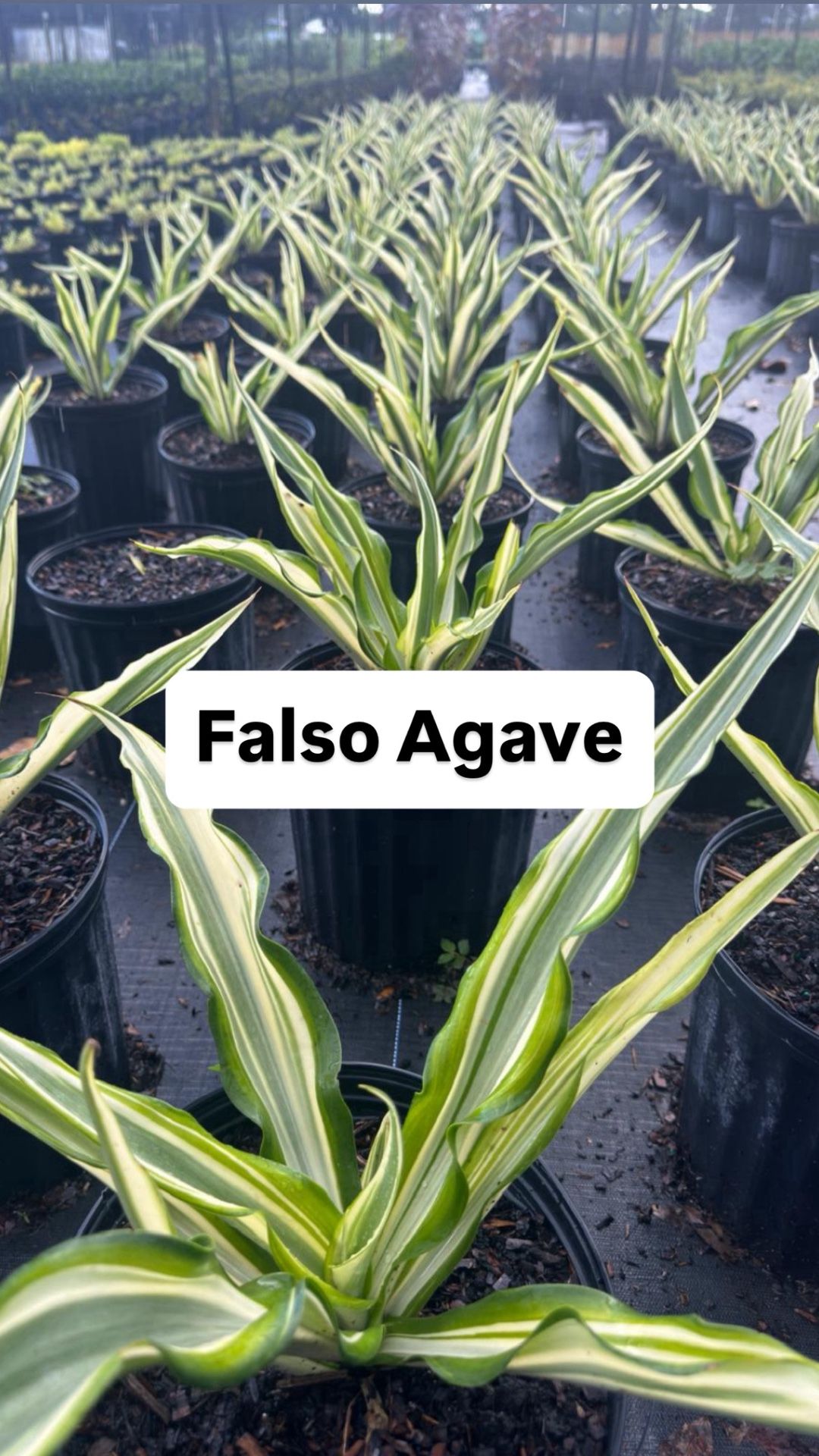 🌿 Plant: Falso Agave