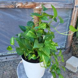 Pole Golden Pothos Plant 10" Pot 