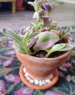Propagation cuttings. Feeling Flirty Tradescantia