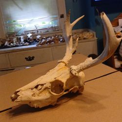 Broken 7 Point Deer Skull