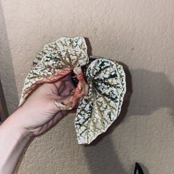 Begonia Snowcapped Variegated 