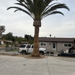 Tree Trimming, Free Mulch And Free Fire Wood