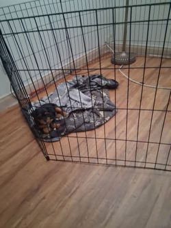 Cage for sale