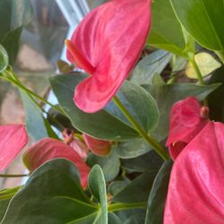 Anthurium