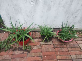 Aloe vera plants