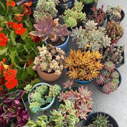 Succulent Plants