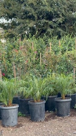 Potted Palm Trees in Large Black Nursery Pots