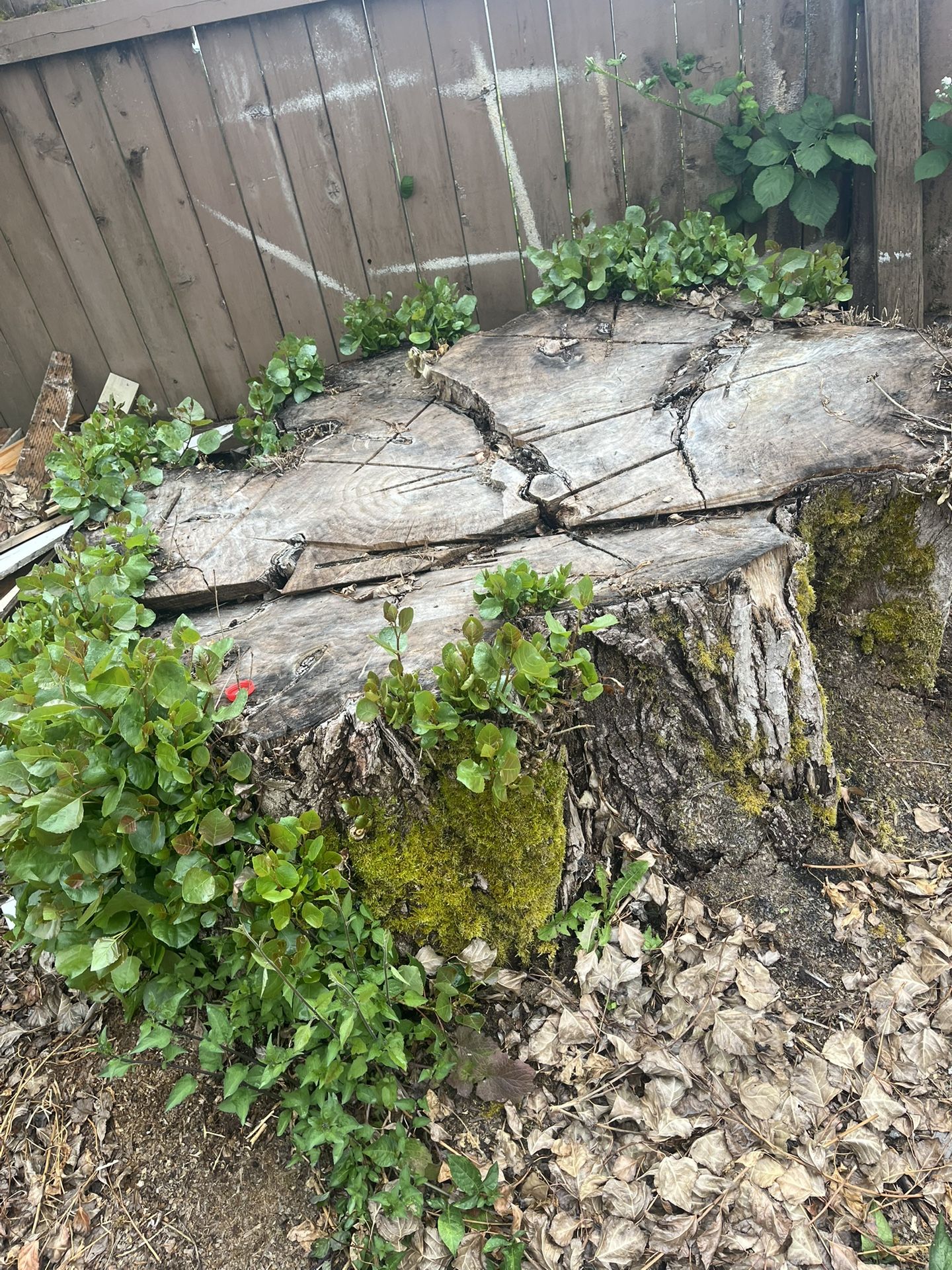 Free Wood