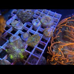 Mushroom Bounce Coral