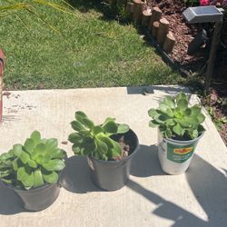 Small Plants 