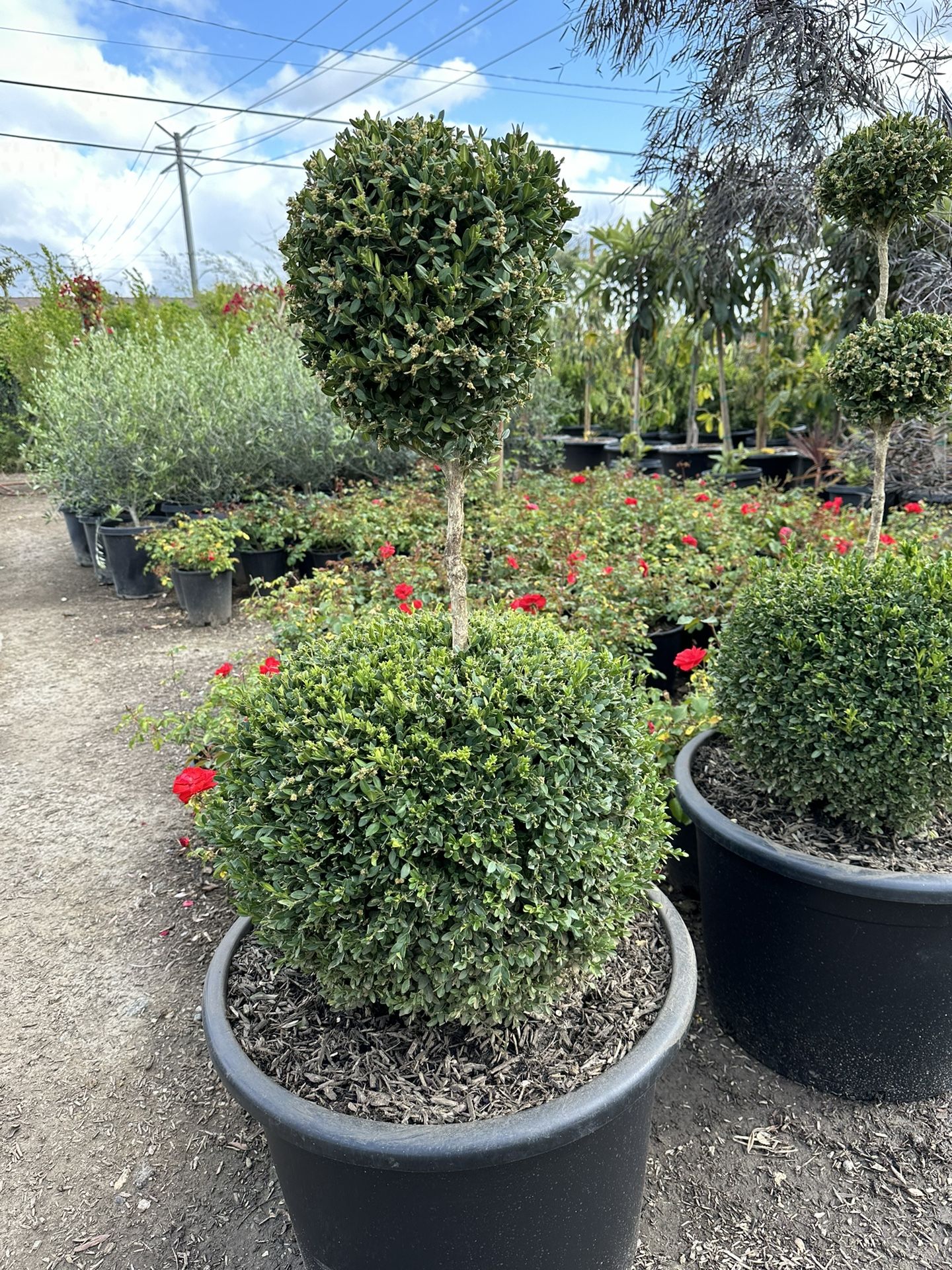 Boxwood Topiary 