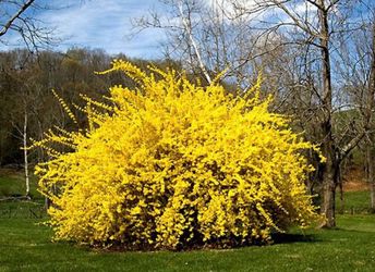 Gold Forsythia Shrub, perennial plant.