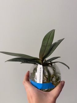 Novelty Phalaenopsis 3 sets