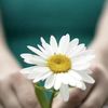 O-DAISY 